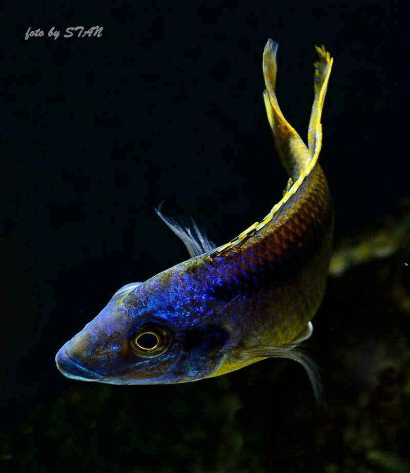Mylochromis sp. 'lateristriga makanjila' Chiofu Bay
